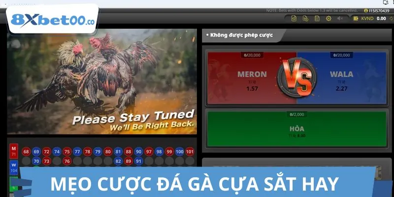 Bí quyết cá cược đá gà cựa sắt được cao thủ truyền lại